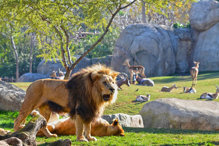 Bioparc de Valencia Bioparc de Valencia