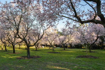 Free tour por la Quinta de los Molinos ¡gratis!
