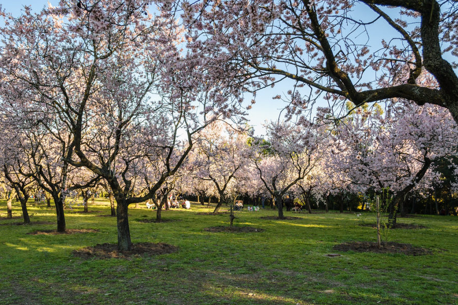 Free tour por la Quinta de los Molinos ¡gratis! Free tour por la Quinta de los Molinos ¡gratis!